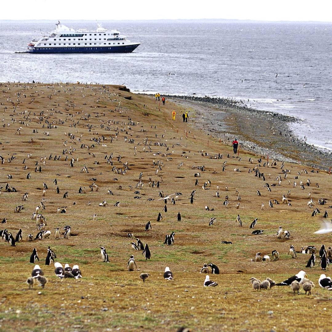 Penguins on Magdalena Island