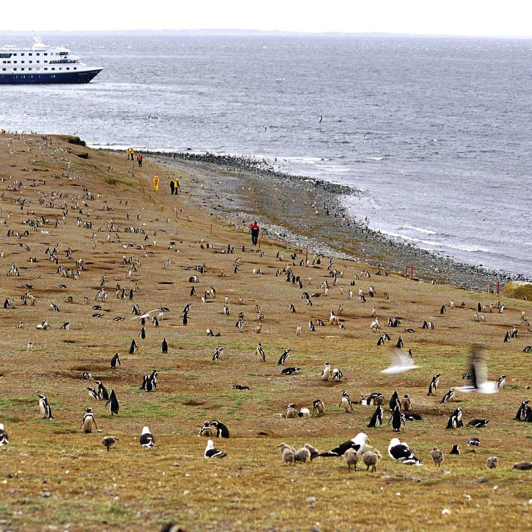Penguins on Magdalena Island