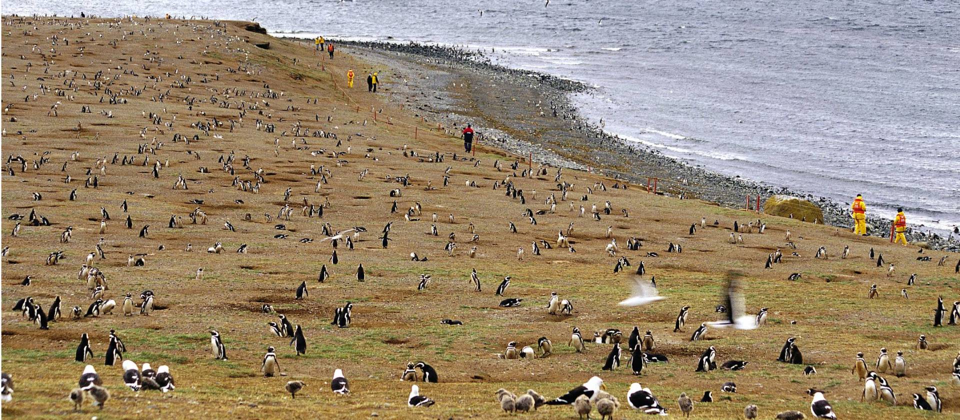 Penguins on Magdalena Island
