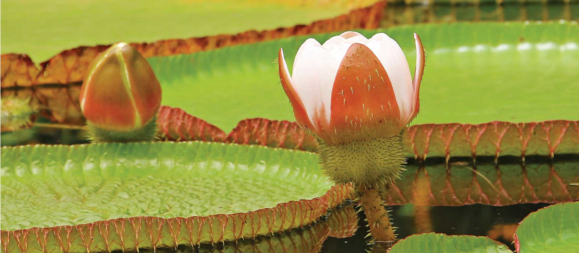 The beautiful Victoria amazonica, the Queen of the water lilies.