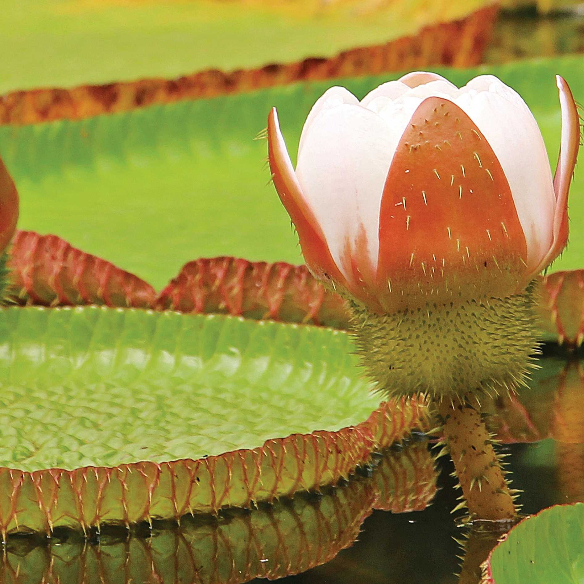 The beautiful Victoria amazonica, the Queen of the water lilies.