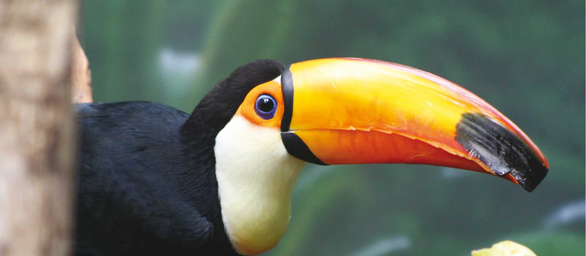 Toucan in the Peruvian Amazon