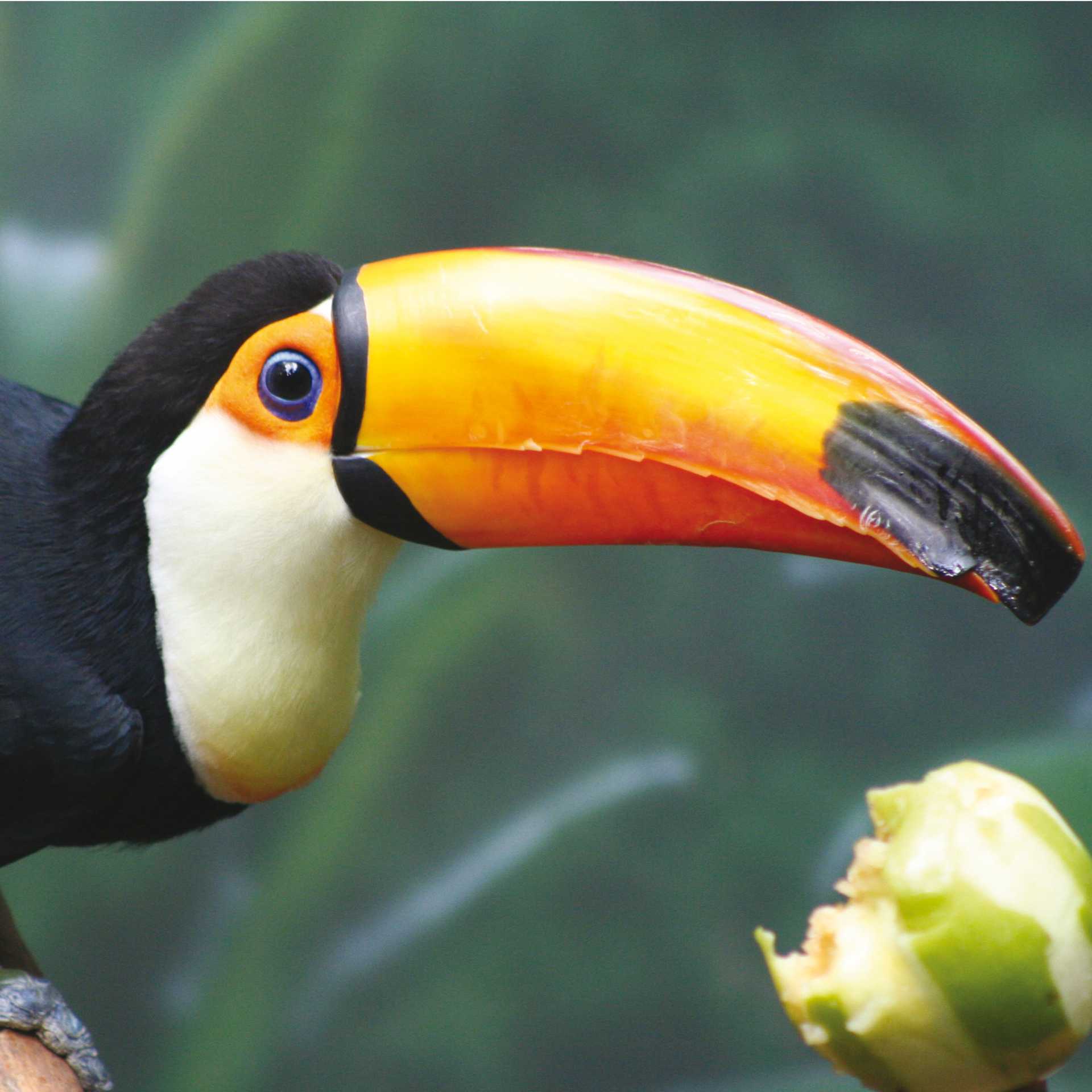 Toucan in the Peruvian Amazon