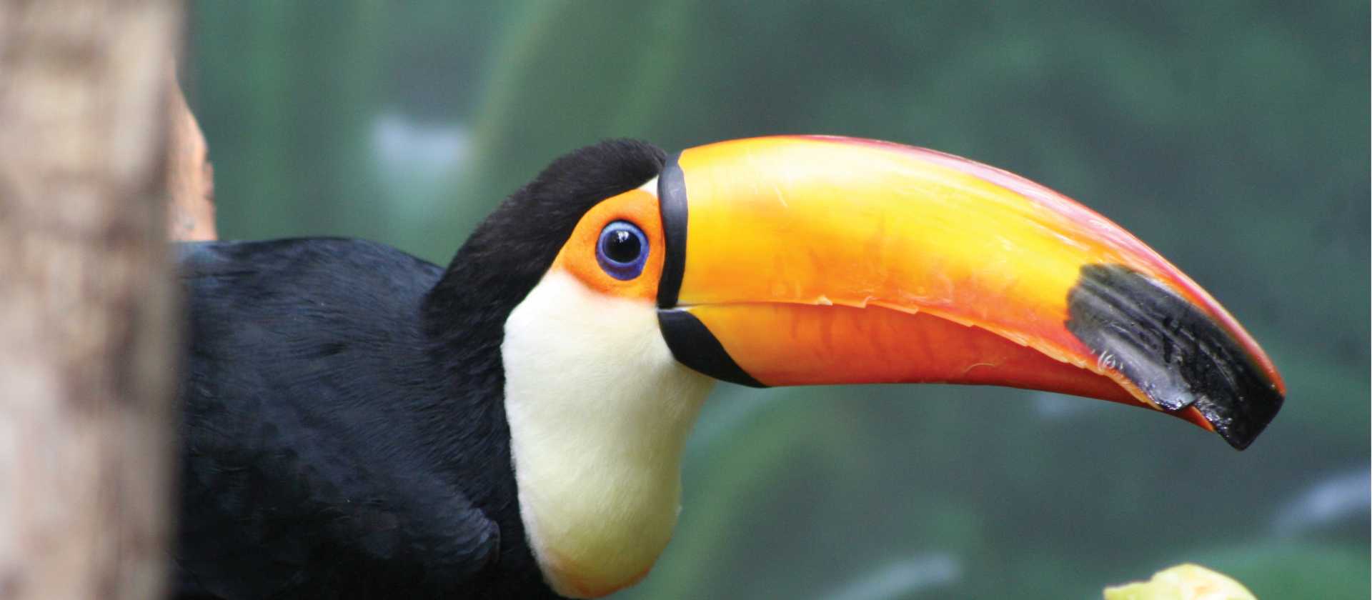 Toucan in the Peruvian Amazon