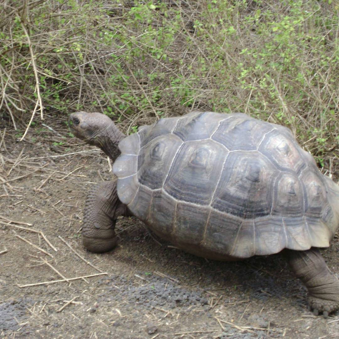 Galapagos tortoise