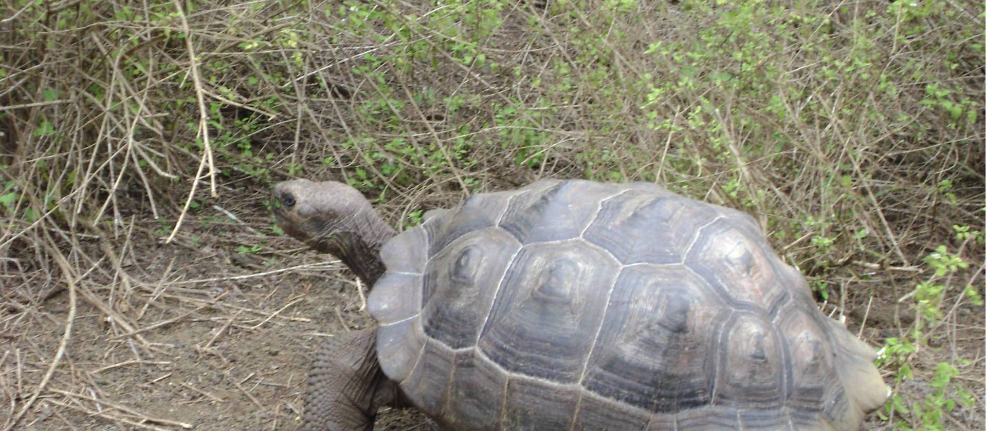 Galapagos tortoise
