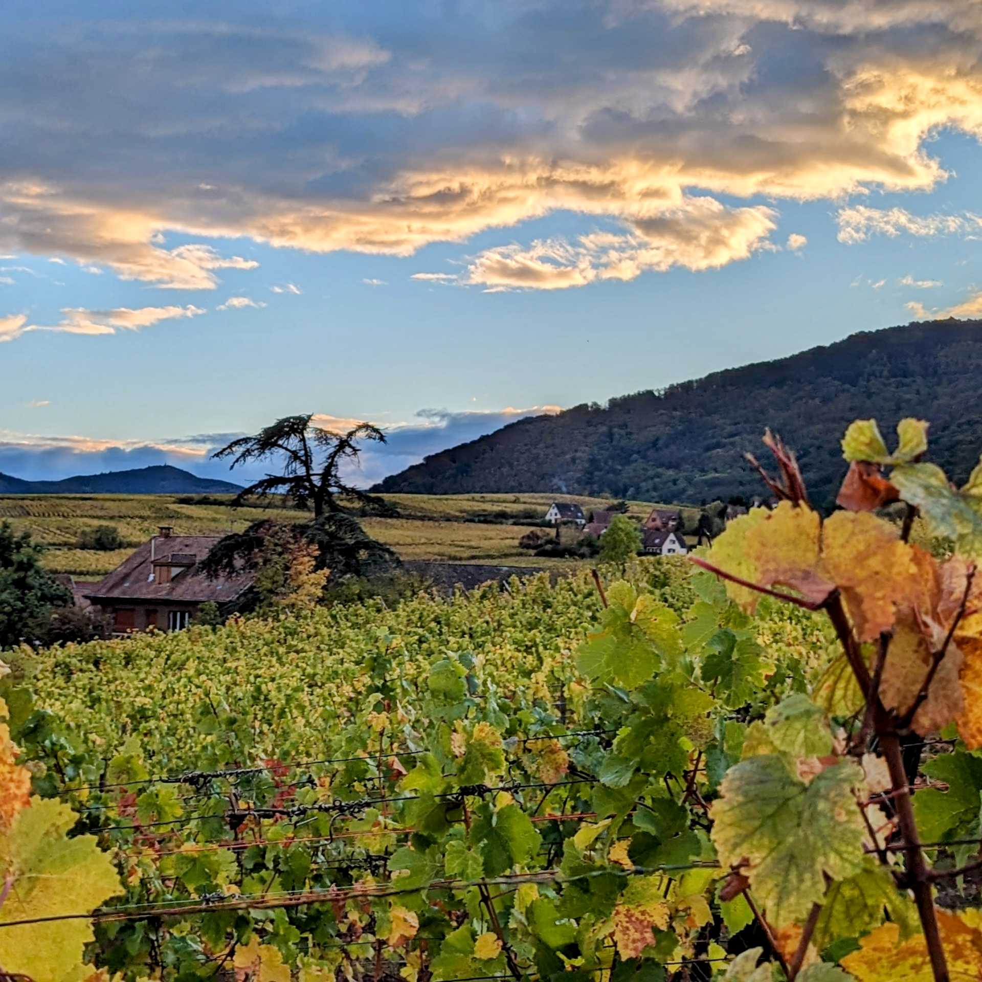 Colours change in the vineyards in October | John Millen