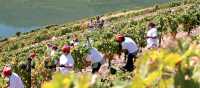 Grape harvest season in the Douro Valley | AT Porto and the North