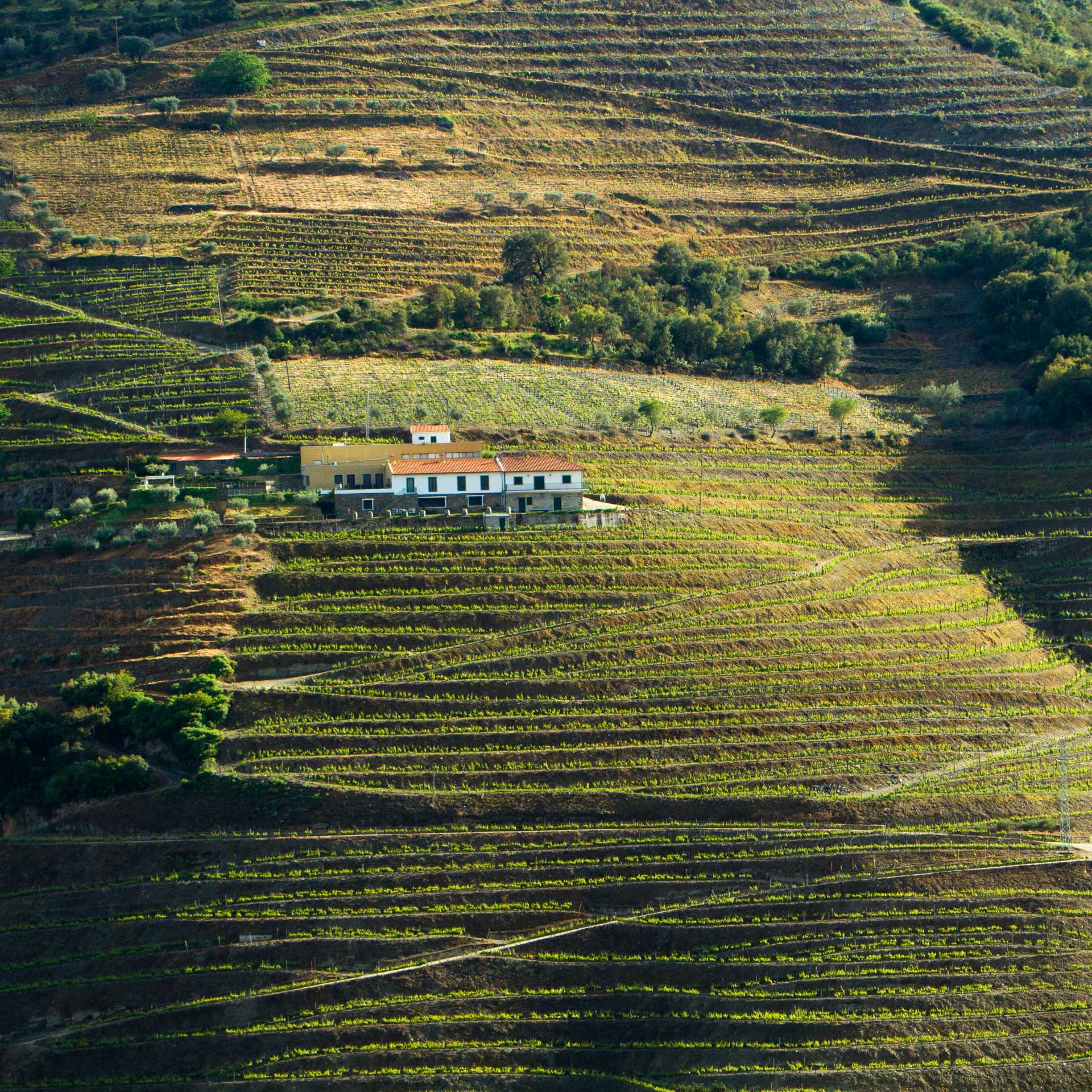 A quinta amidst the terraced Douro vineyards | Andre Carvalho