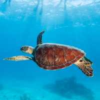 Six species of Sea Turtles are found in Far North Queensland | Tourism and Events Queensland
