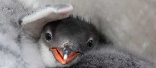 Penguin chick wave | Alex Cearns Houndstooth Studio
