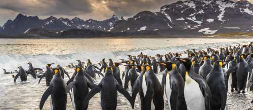 South Georgia's breathtaking scenery and huge numbers of wildlife make it a 'must see' | Richard I'Anson