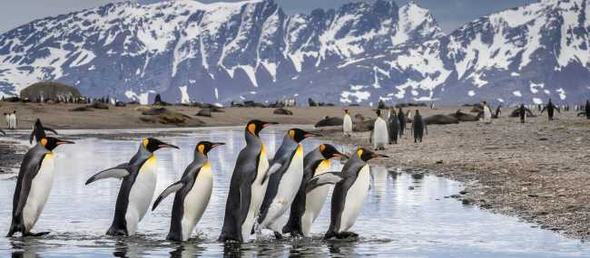King Penguin parade on South Georgia | Richard I'Anson