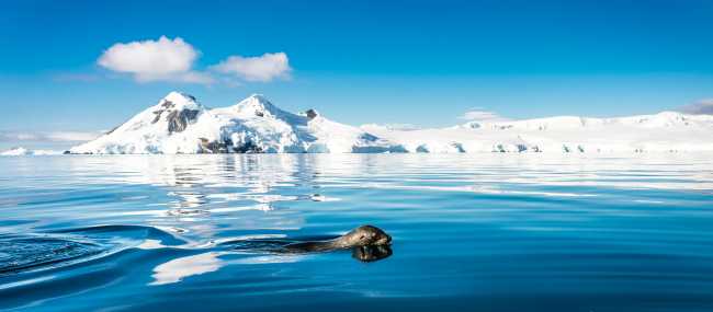A fur seal navigates it's way gracefully across the cool Antarctic waters | Dietmar Denger