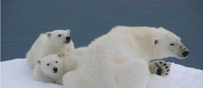 Polar Bears in Spitsbergen | Elaine Clueit