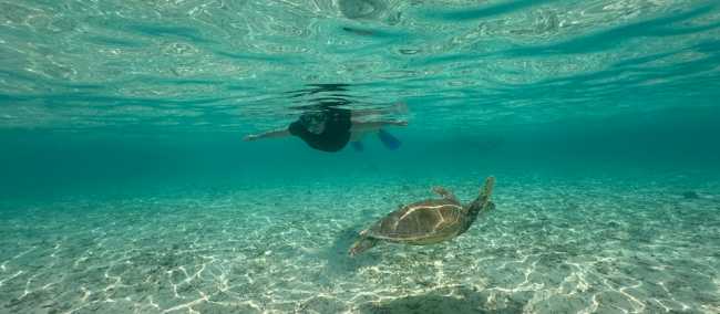 Close encounter with a green turtle | Rachel Imber