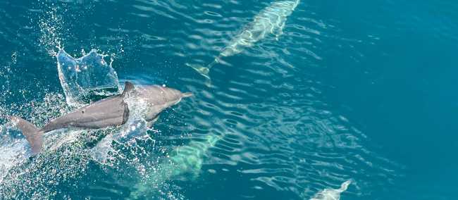Dolphins riding the bow of the boat | Rachel Imber