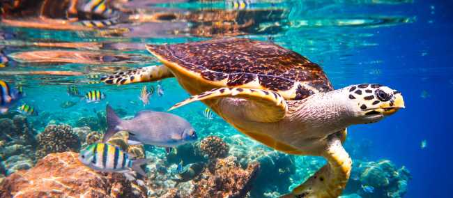 Snorkelling up close and personal with marine life like the Hawksbill Turtle