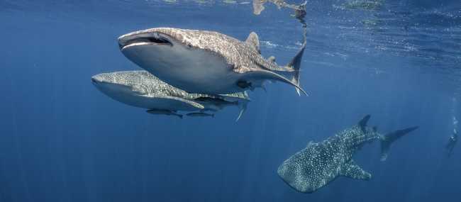 Whale sharks swimming in West Papua, Indonesia